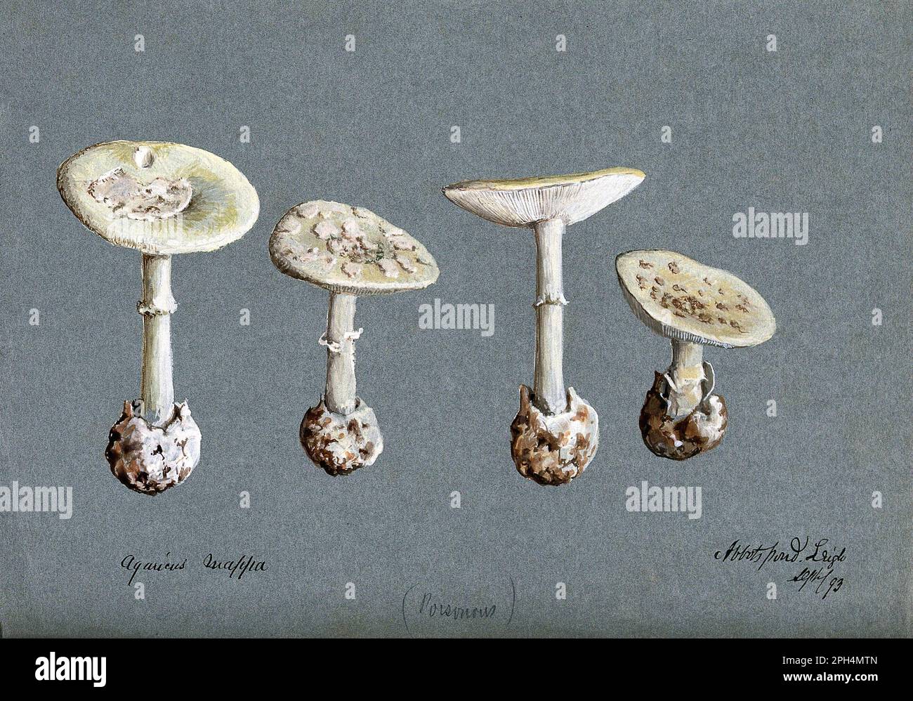Amanita citrina, comunemente conosciuta come la falsa berretto di morte o Citron amanita, acquerello d'annata dal 1893 Foto Stock