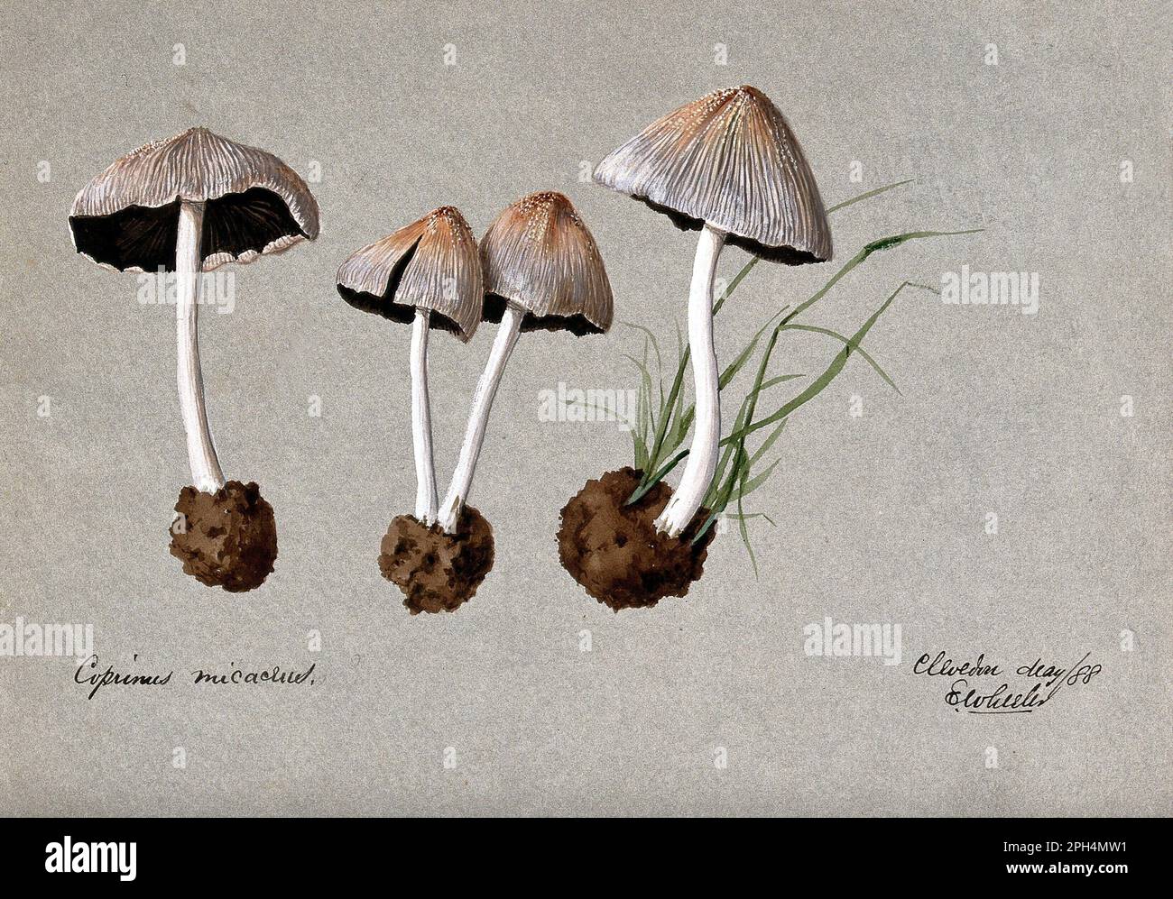 Coprinellus micaceus è una specie comune di fungo della famiglia delle Psathyrellaceae, acquerello vintage del 1888 Foto Stock