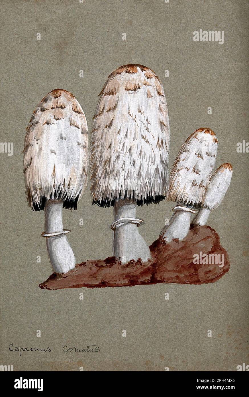 Coprinus Comatus, comunemente conosciuto come il cappuccio di inchiostro di Shaggy, la parrucca dell'avvocato, o la criniera di Shaggy, acquerello vintage dal 1800s Foto Stock