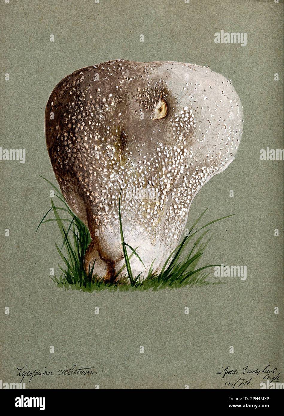 I Puffballs (Lycooperdon), sono un tipo di fungo con un corpo di frutta a forma di sfera che esplode all'impatto, rilasciando una nuvola di spore come la polvere quando maturo, acquerello d'annata dal 1886 Foto Stock