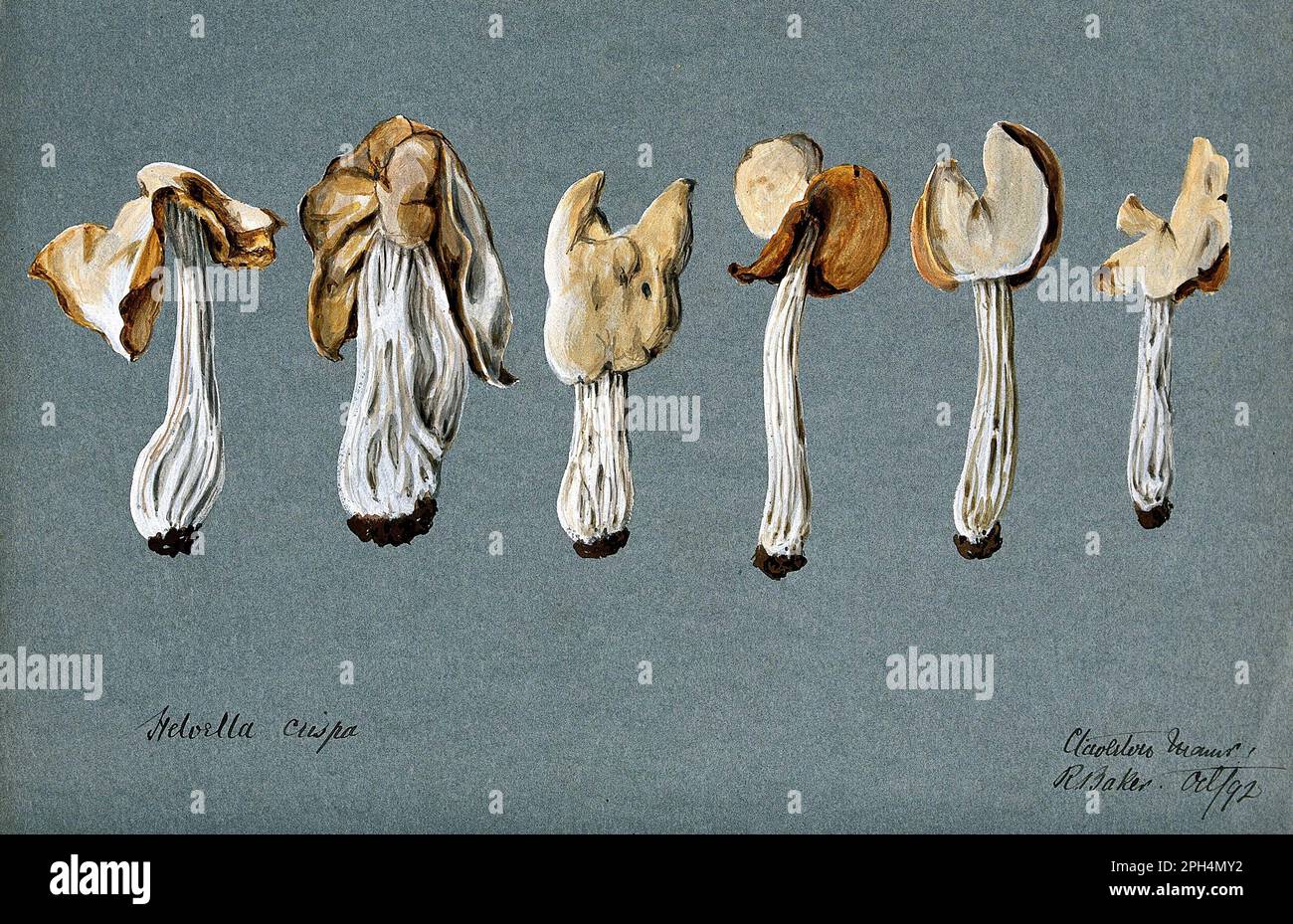 Helvella Crispa, nota anche come sella Bianca, sella Elfin o Helvel comune, acquerello d'epoca del 1892 Foto Stock