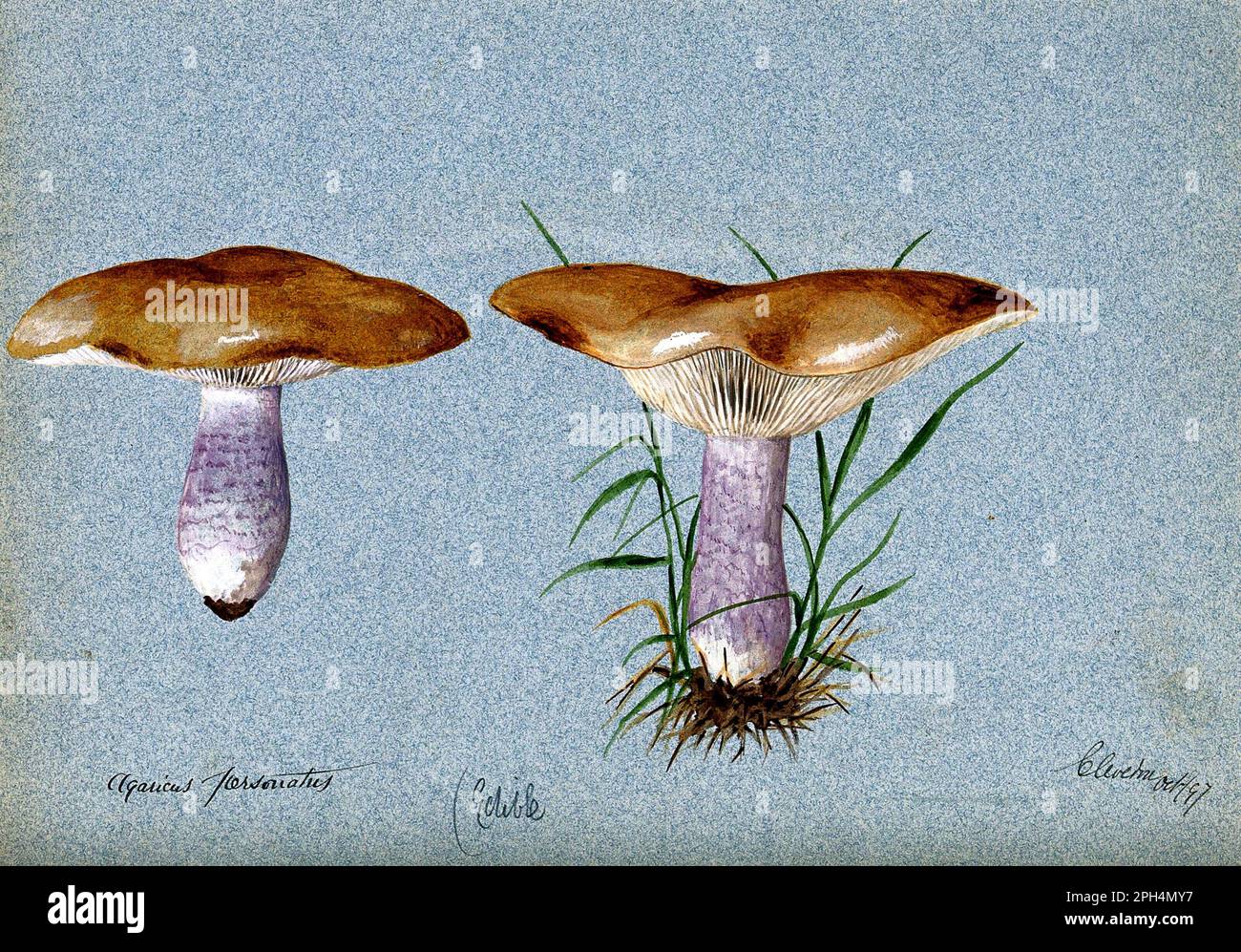 Fungo di Blewit comunemente chiamato il campo Blewit o Blue-gamba, acquerello d'annata dal 1897 Foto Stock
