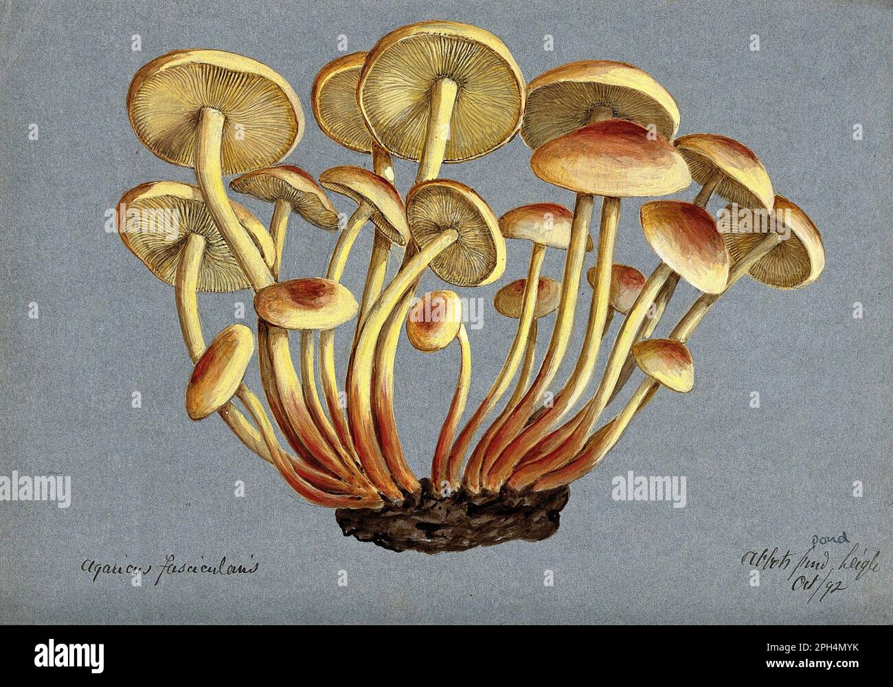 Hypholoma fasciculare, comunemente noto come il ciuffo di zolfo o il legno Clustered, acquerello d'annata dal 1892 Foto Stock