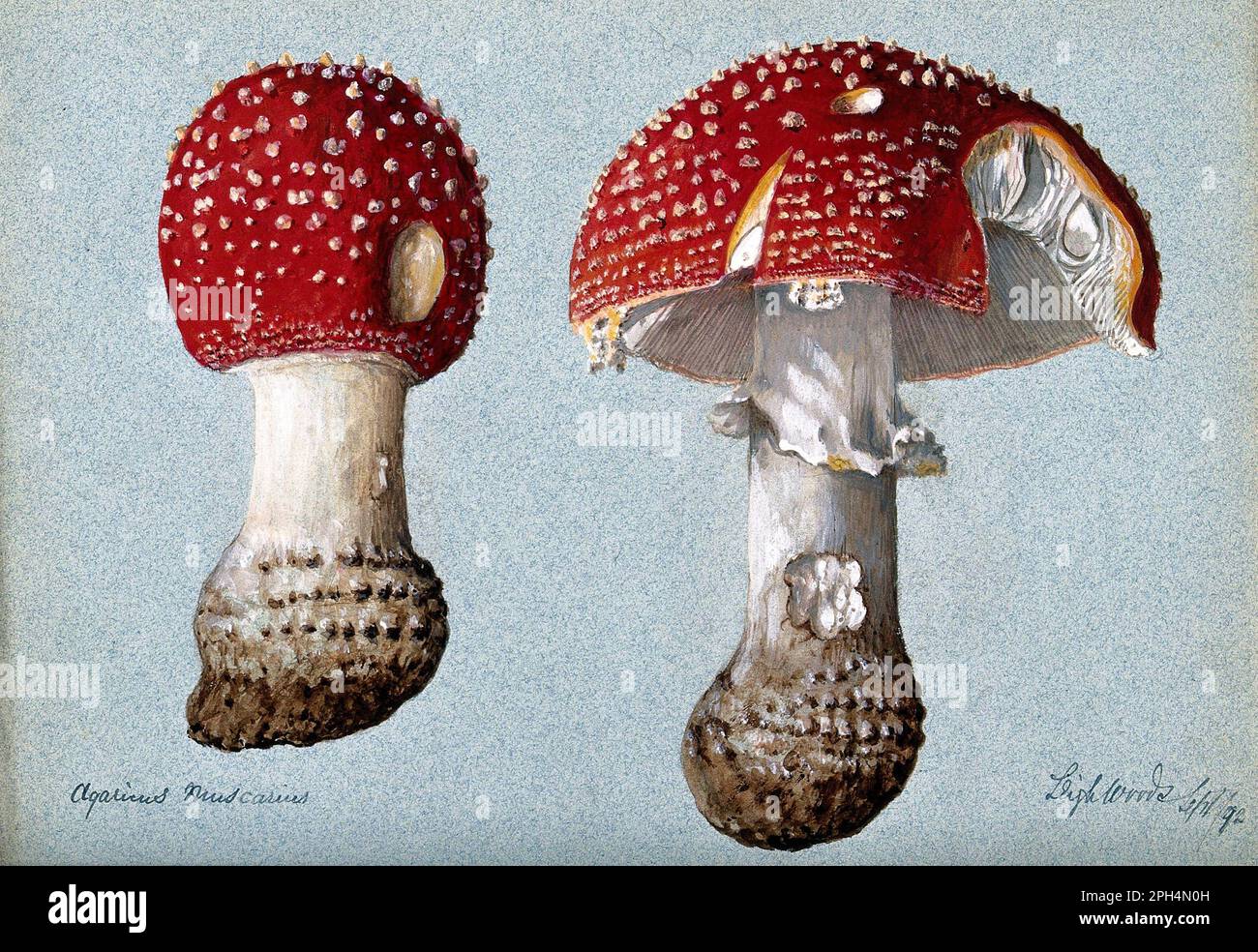 Amanita muscaria, comunemente noto come Fly agaric o Fly amanita, acquerello d'annata del 1892 Foto Stock