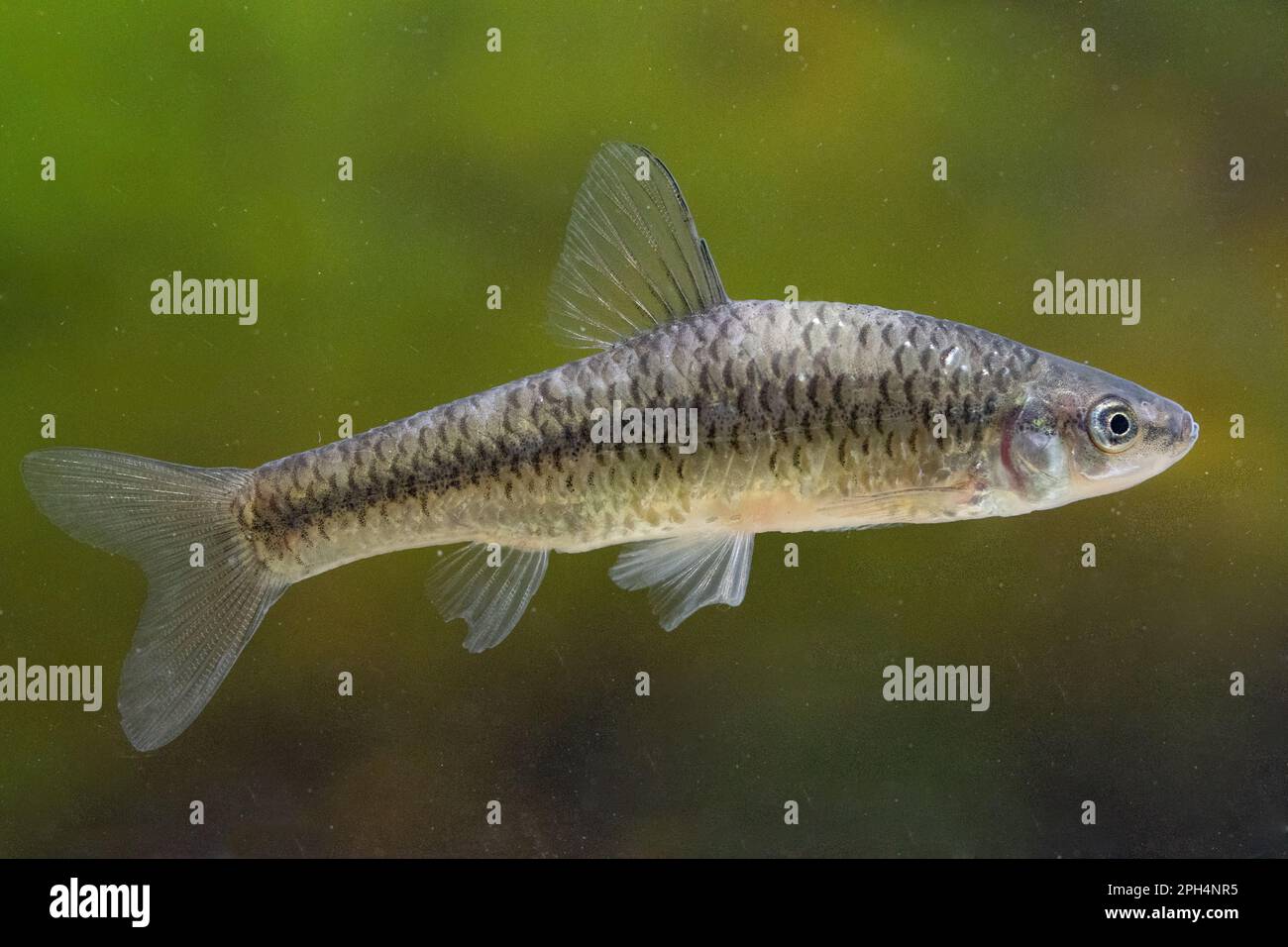 top gudgeon bocca una specie invasiva nelle acque del regno unito Foto Stock