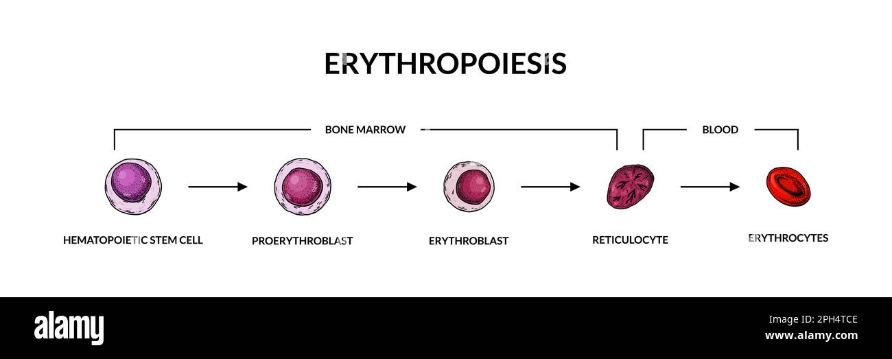 Sviluppo di globuli rossi. Eritropoiesi. Illustrazione vettoriale per microbiologia scientifica in stile schizzo Illustrazione Vettoriale