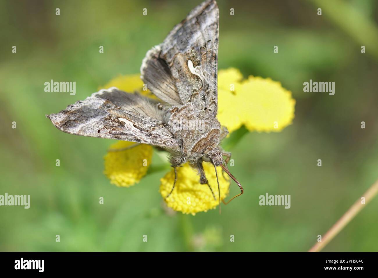 Primo piano naturale della falda argentea marrone-Y, Autografia gamma bere nettare da un fiore giallo Tansy, Tanacetum vulgare Foto Stock