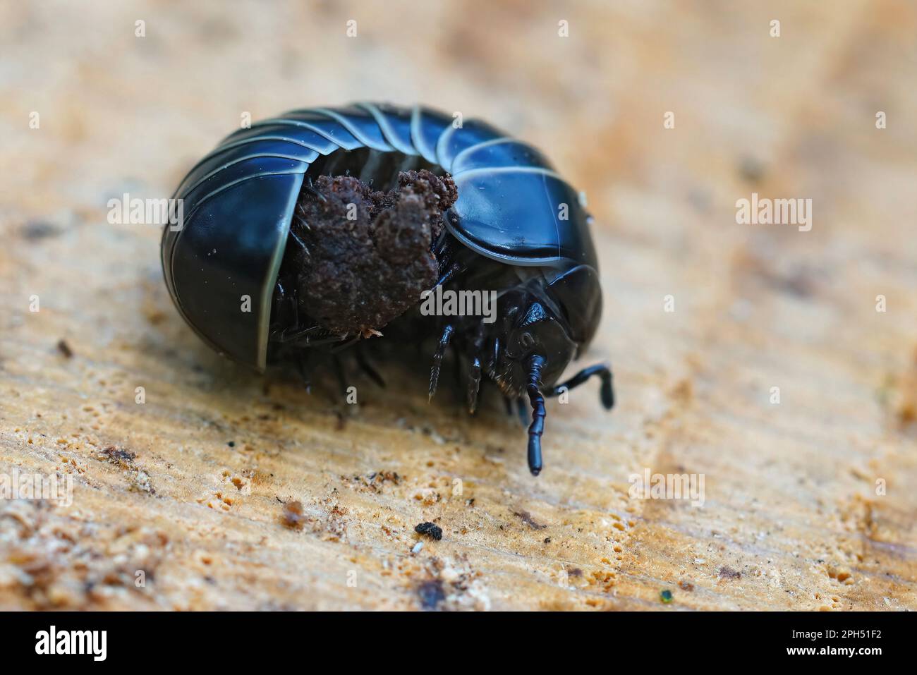 Dettaglio primo piano su una pillola nera millipede Glomeris marginata, simile a un pidocchio di legno Foto Stock