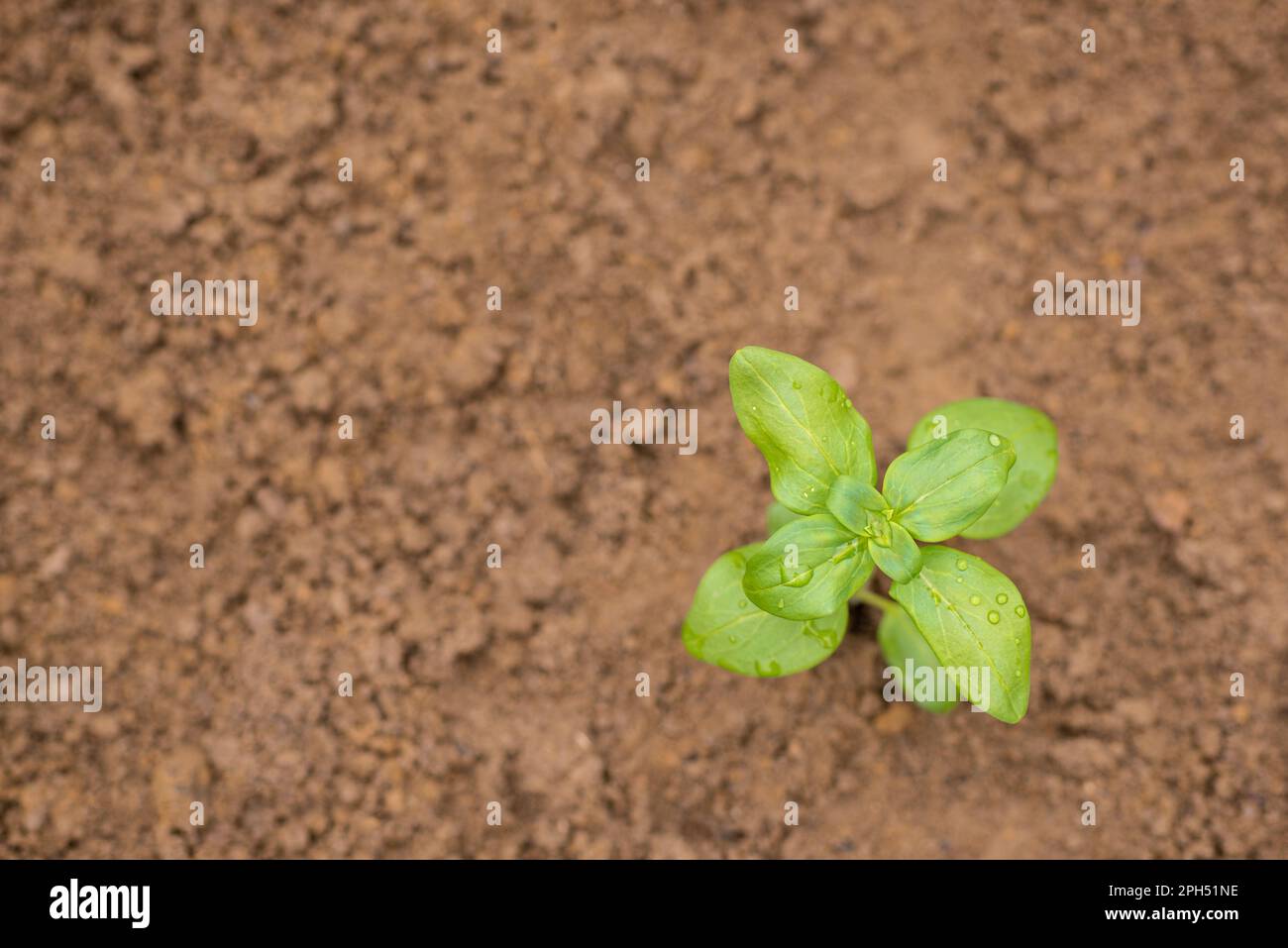 Singolo snapdragon piantato in un aiuola, vista dall'alto con spazio copia. Foto Stock