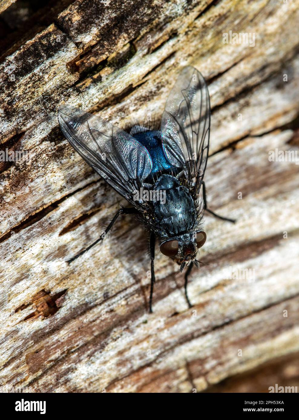 Vola su legno Foto Stock