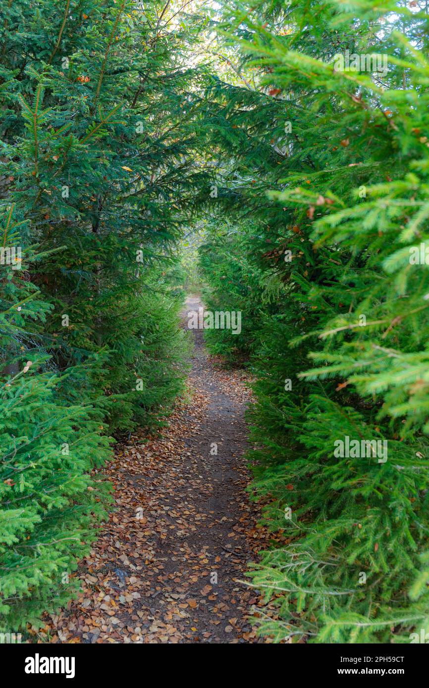 Stretto sentiero forestale attraverso abeti sempreverdi. Stagione autunnale. Foto Stock