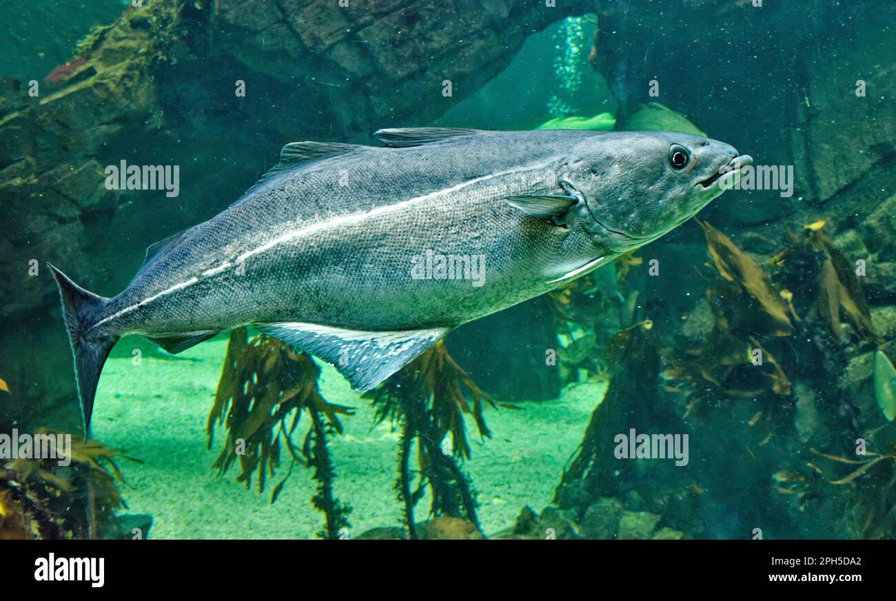 Saithe Pollachius virens visto nuotare in acqua di mare Foto Stock