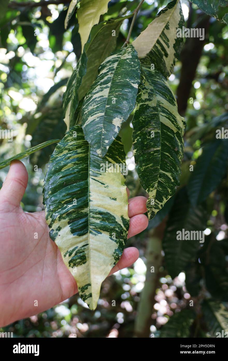 Bella foglia verde e bianca di pianta di Coffea arabica 'variegata' Foto Stock