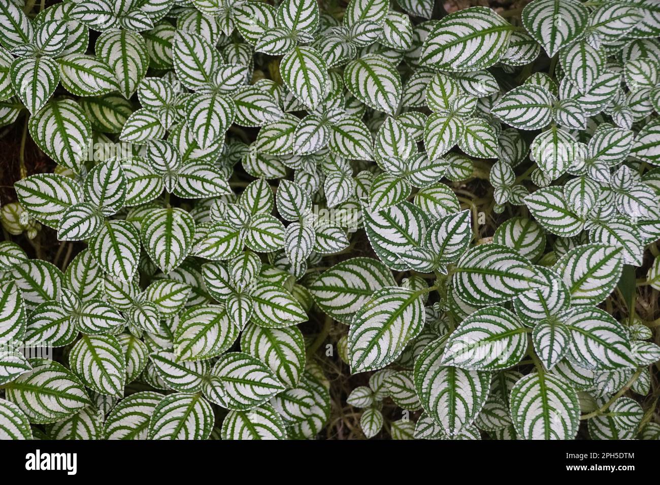 Una bella diffusione di verde e bianco Impatiens Marianae foglie Foto Stock