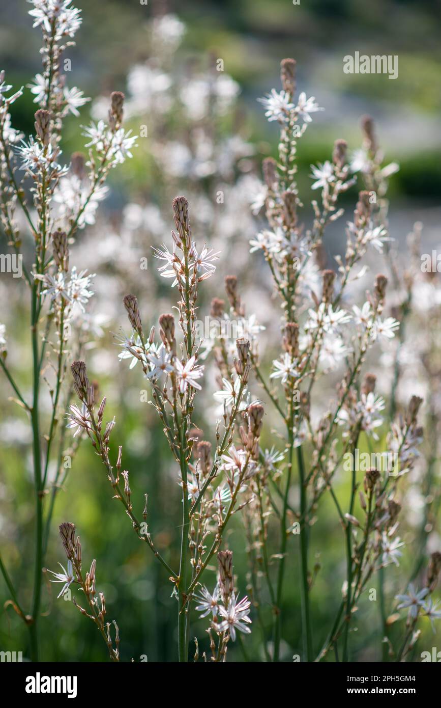 fiori bianchi in una valle in ajloun Foto Stock