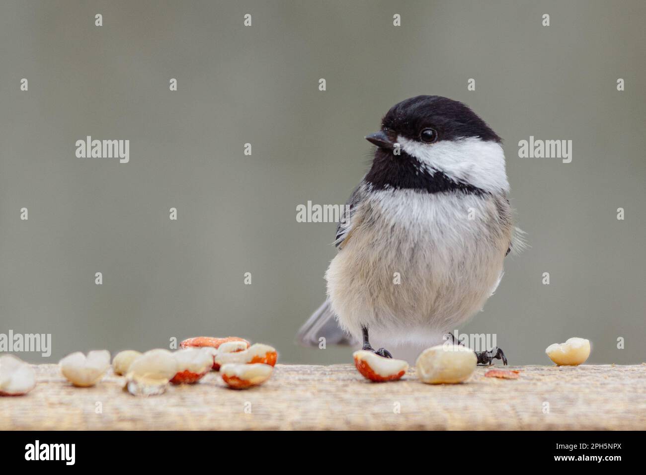 Un chickadee con cappuccio nero seduto sulla ringhiera del ponte con arachidi su uno sfondo sfocato pallido. Foto Stock