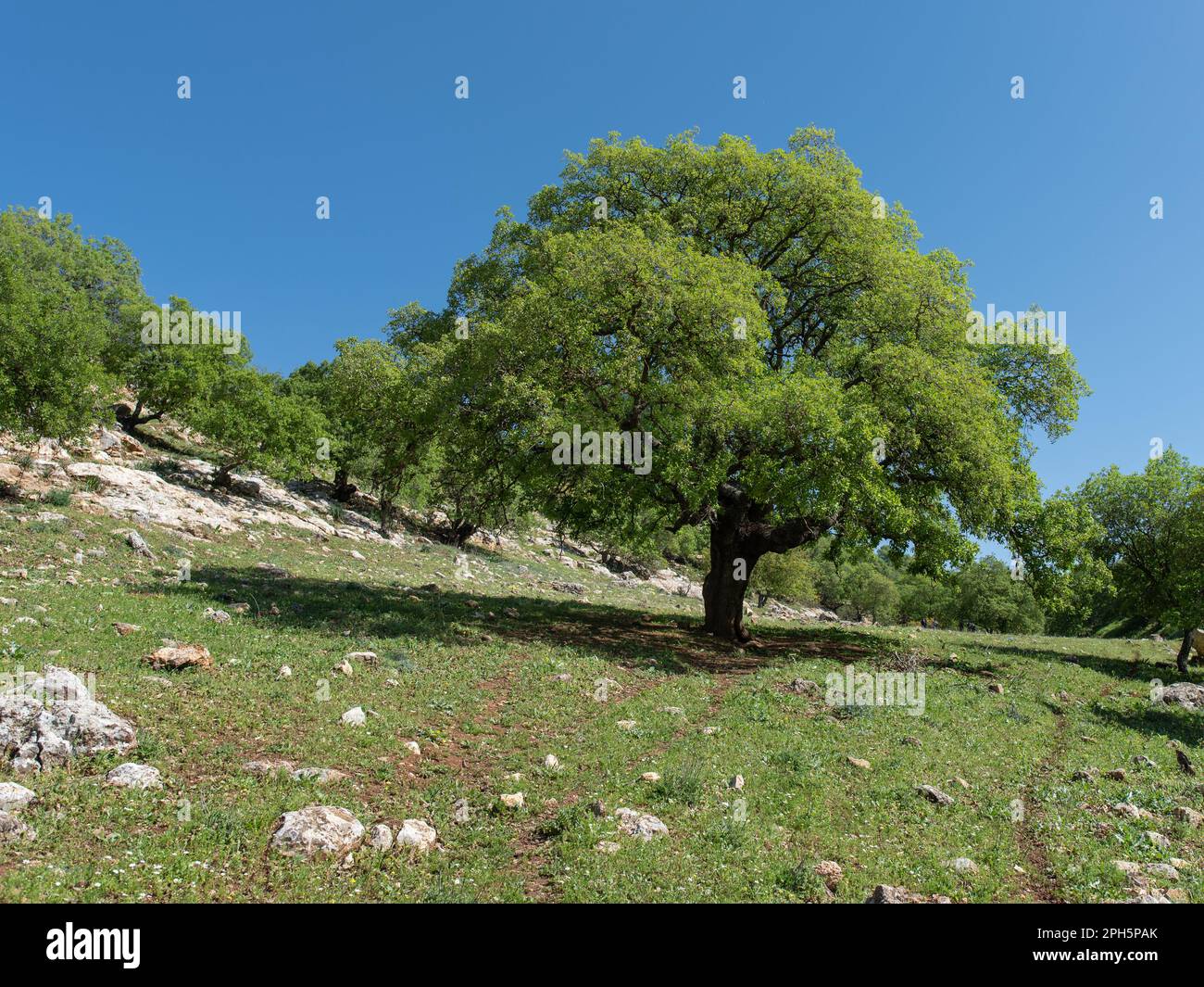 grande vecchio querce nel mezzo della foresta a nord della giordania Foto Stock