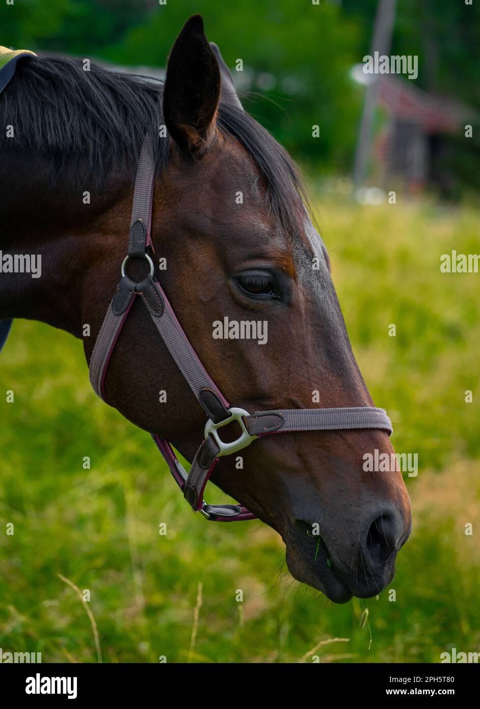 Un ritratto di un cavallo di petto in piedi in un pascolo con un collare grigio intorno al collo Foto Stock
