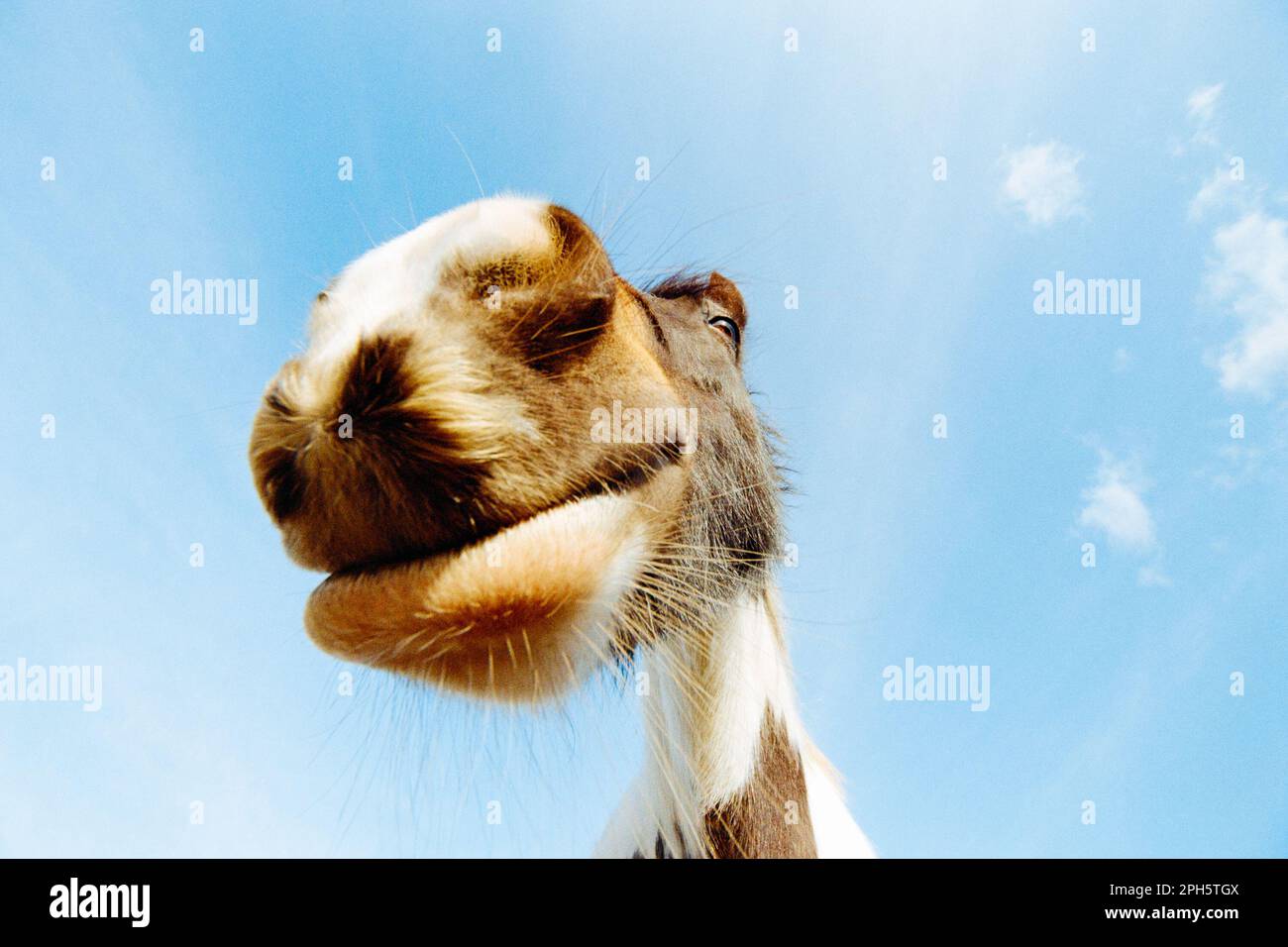 Cavallo, foto ultra closeup guardando verso il cielo, occhio messo a fuoco. Grandangolo, prospettiva, da vicino e personale, divertente, umoristico, animale Foto Stock