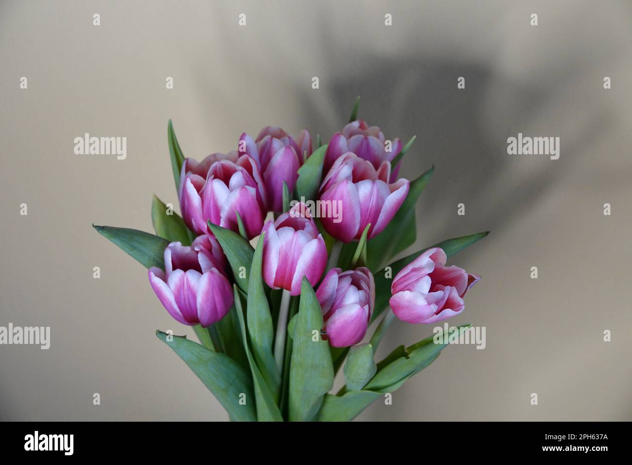 Bouquet di tulipani viola fioriti su fondo giallo con forte ombra. Concetto romantico. Foto Stock