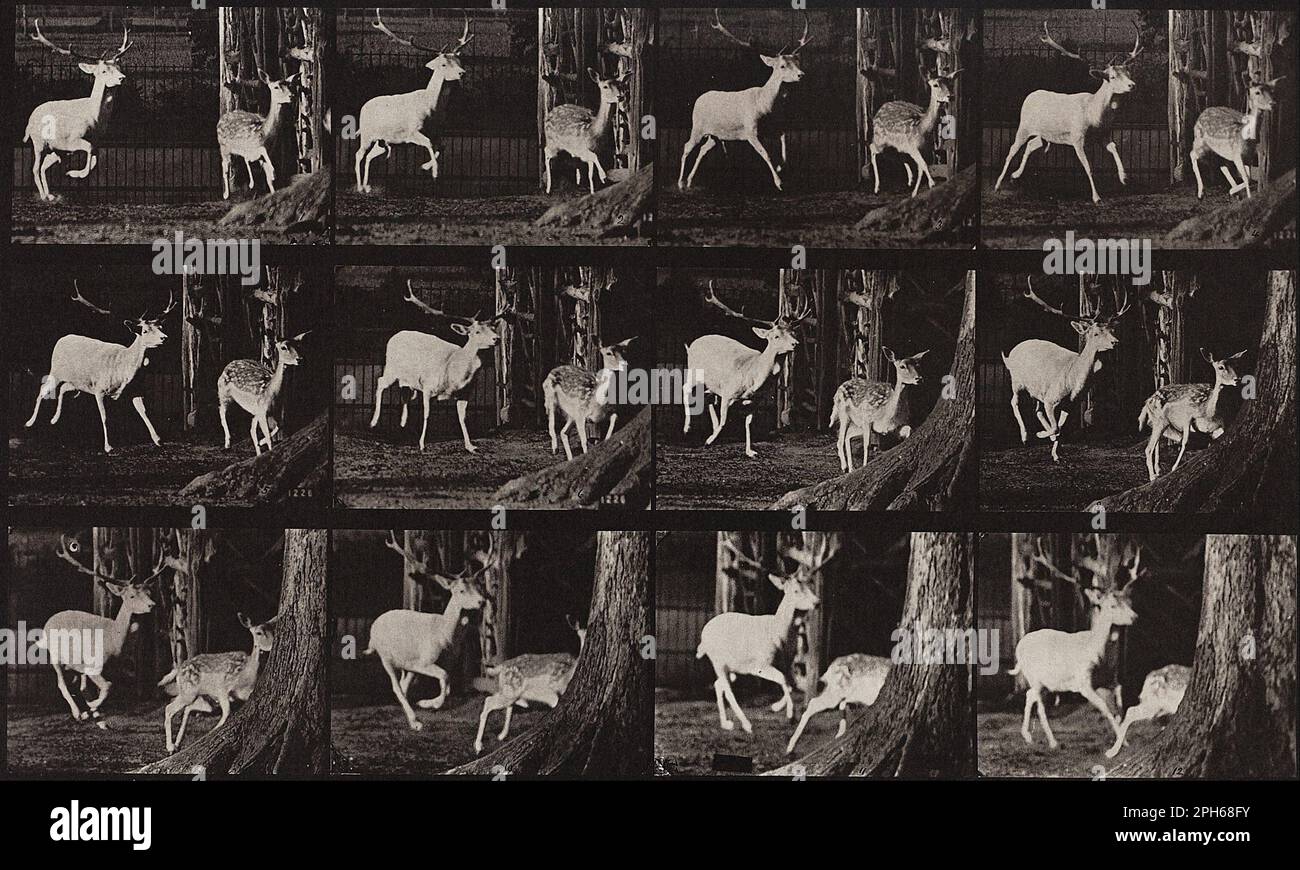 Locomozione animale, piastra 686 1887 di Eadweard Muybridge Foto Stock