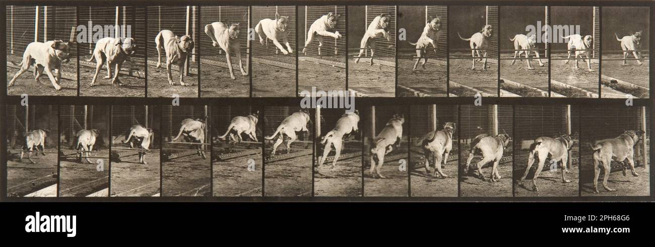 Locomozione animale, piastra 712 1887 di Eadweard Muybridge Foto Stock