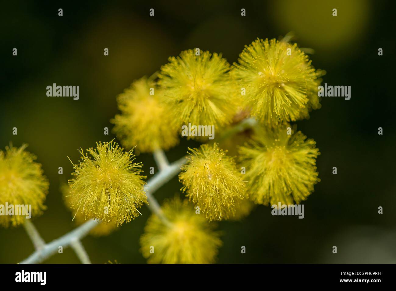 Podalyriifolia di acacia, fiori gialli, fragranza leggera in un bouquet rotondo Foto Stock