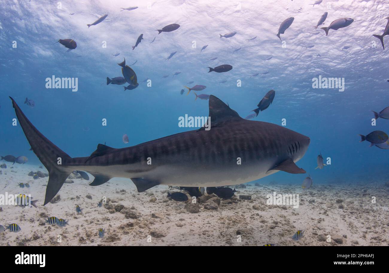 Tiger Shark avvistare mentre Scuba Diving in un sito di immersione a Fuvahmulah - Maldive Foto Stock
