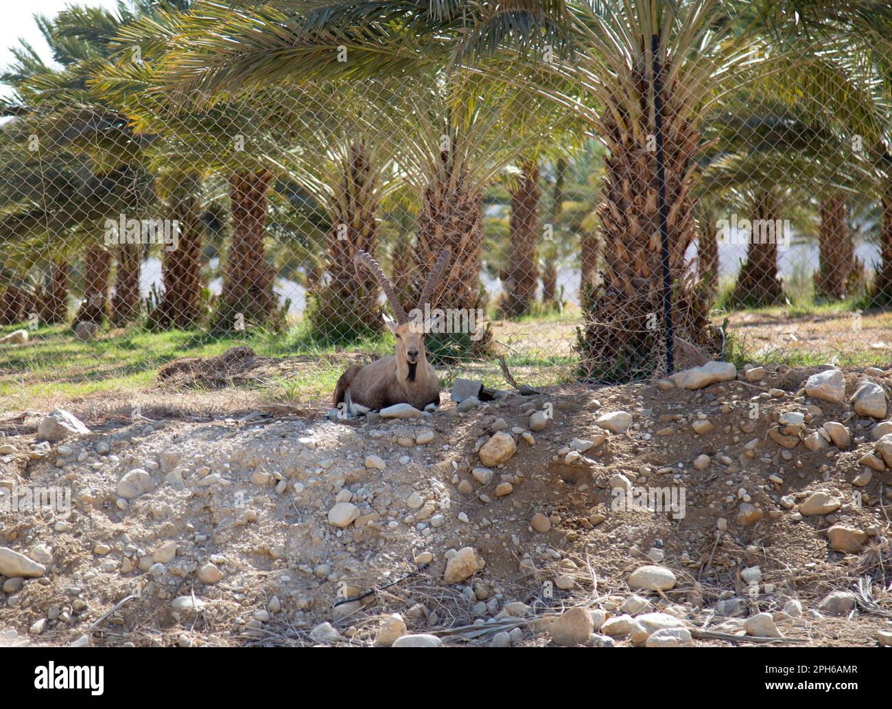 Ibex israeliano al di fuori del frutteto recintato nel deserto giudaico Foto Stock