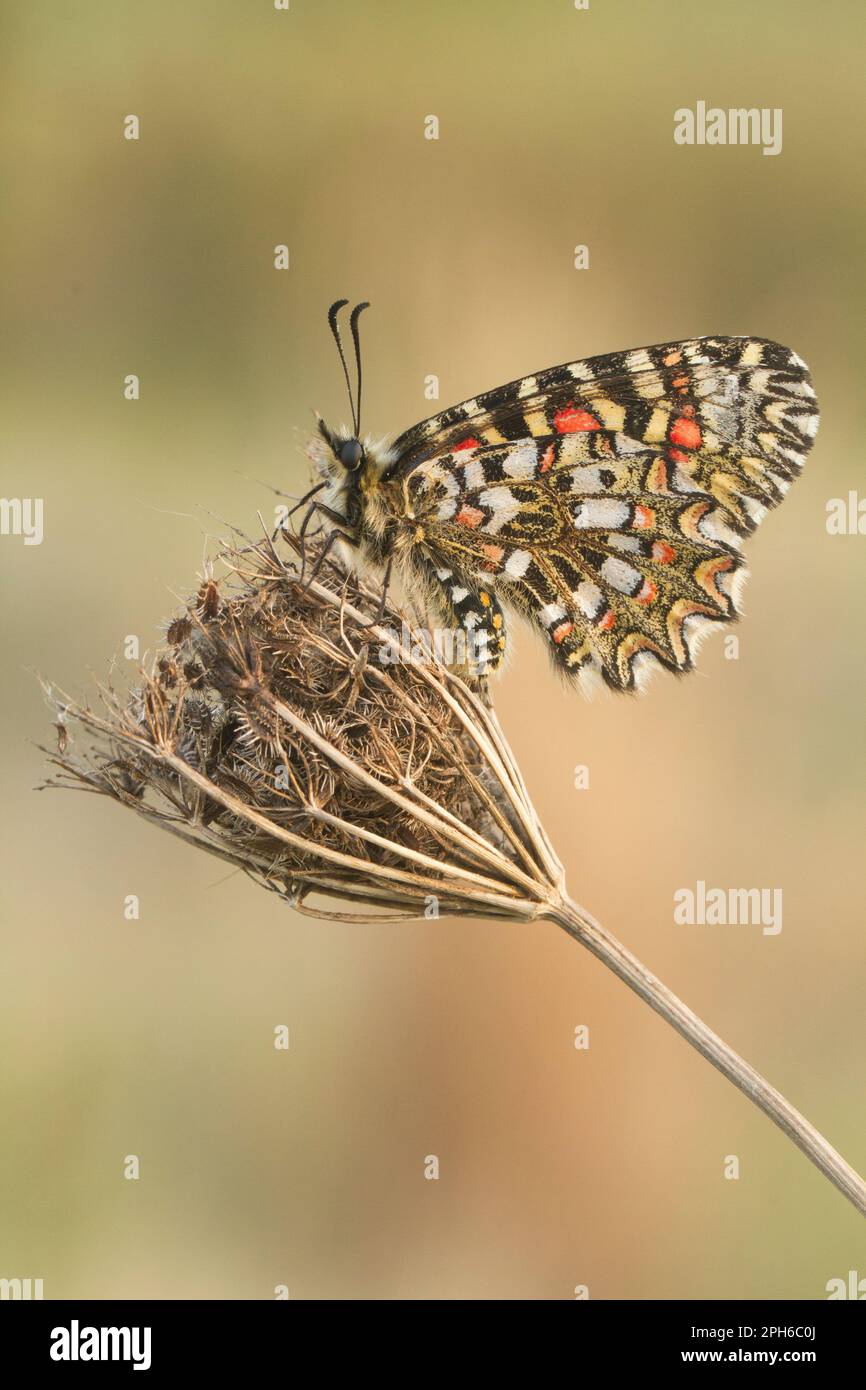 Vista laterale primo piano della farfalla Zerynthia rumina con ali chiuse appollaiate su un fiore su uno sfondo sfocato Foto Stock