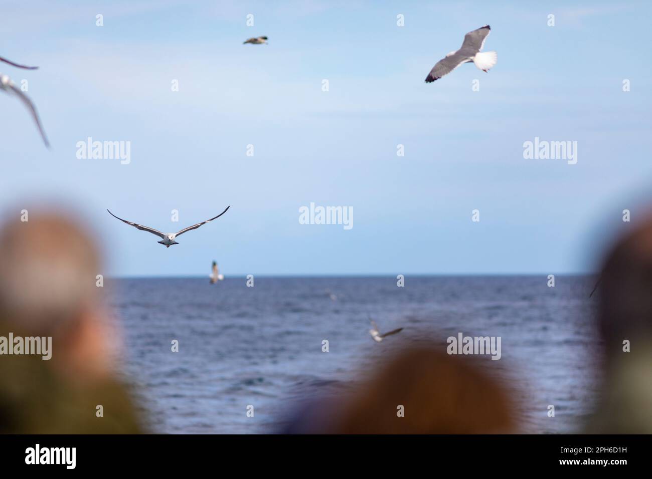 Fotografi e birdwatchers in una barca con gabbiani a zampe gialle (Larus michahellis) che volano intorno. Roses, Alt Empordà, Girona, Catalogna, Spagna. Foto Stock