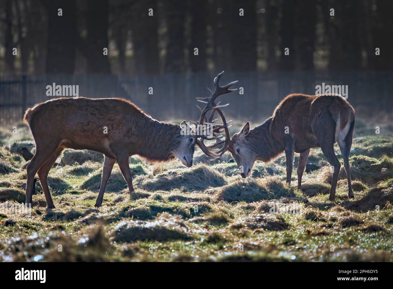 Due falchi di daino che hanno un blocco all'alba di battaglia antlers Foto Stock