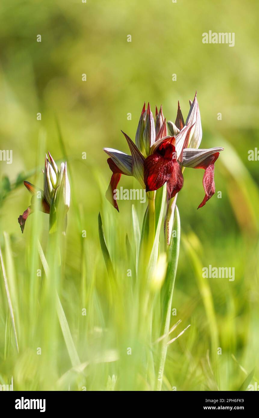 Serapide a cuore, Serapias Cordigera, orchidea selvatica, Andalusia, Spagna. Foto Stock