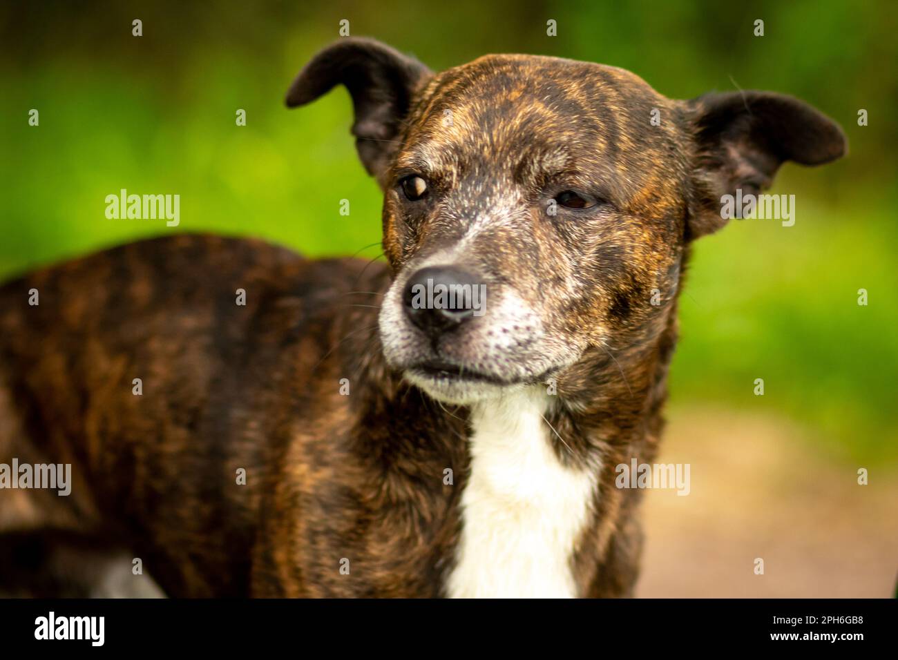 Wink Wink - Elvis il mutt o cane ottiene la scherzo Foto Stock