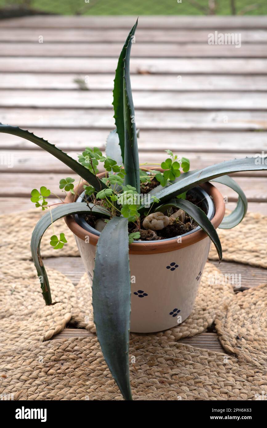 Aloe vera e Trifolium in una pentola sul balcone. Bella vaso di fiori Foto Stock