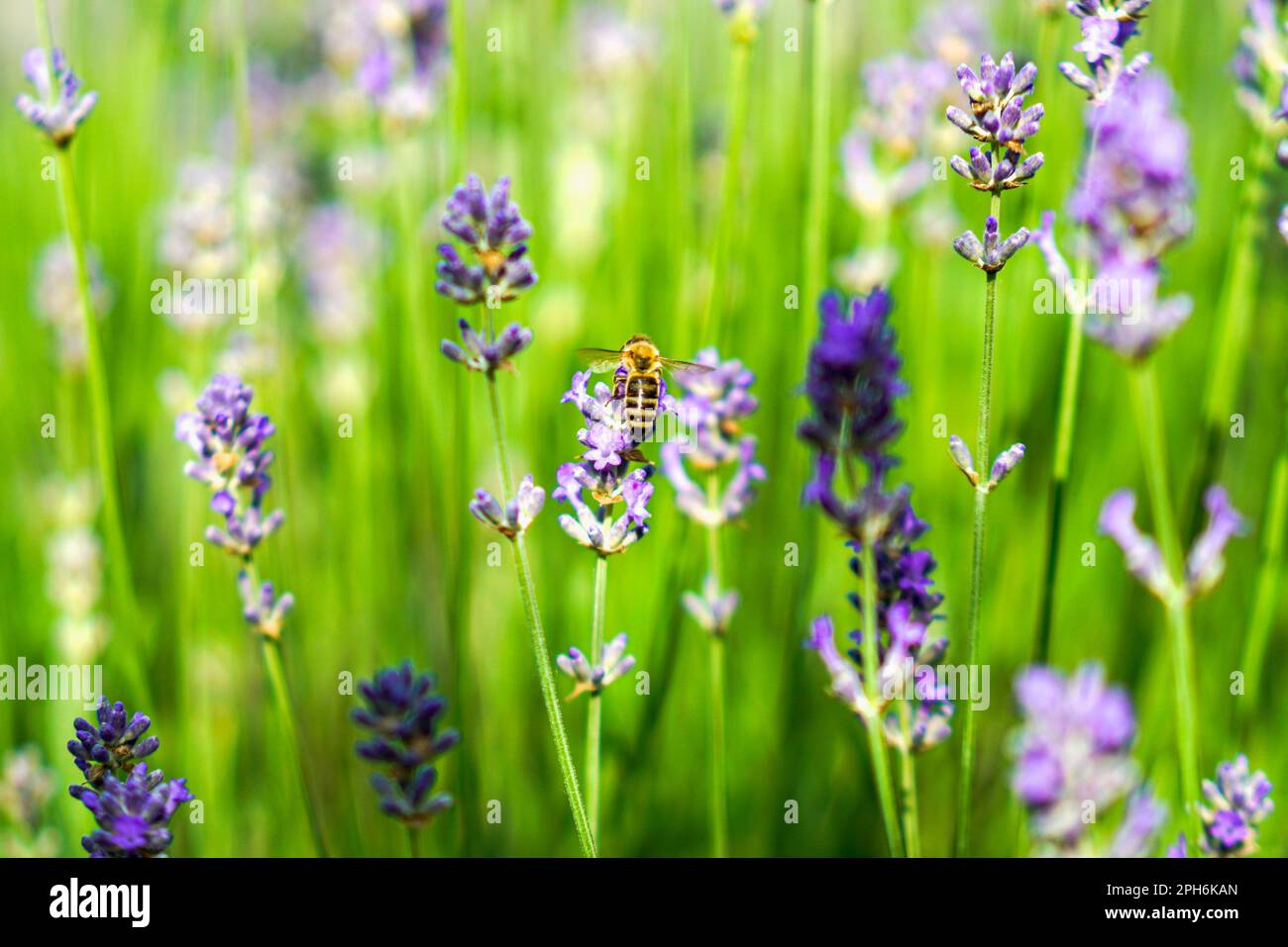 Un campo di lavanda fiorente con api che si siedono sui fiori e che raccolgono miele. In primo piano Foto Stock