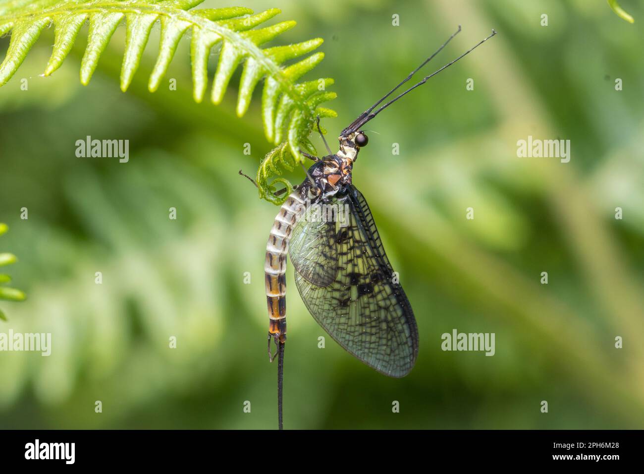 Un mayfly comune (Ephemera vulgata) visto a Paddock Hill boschi, Gateshead, Inghilterra nord-orientale Foto Stock