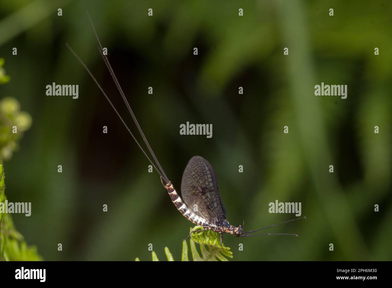 Un mayfly comune (Ephemera vulgata) visto a Paddock Hill boschi, Gateshead, Inghilterra nord-orientale Foto Stock