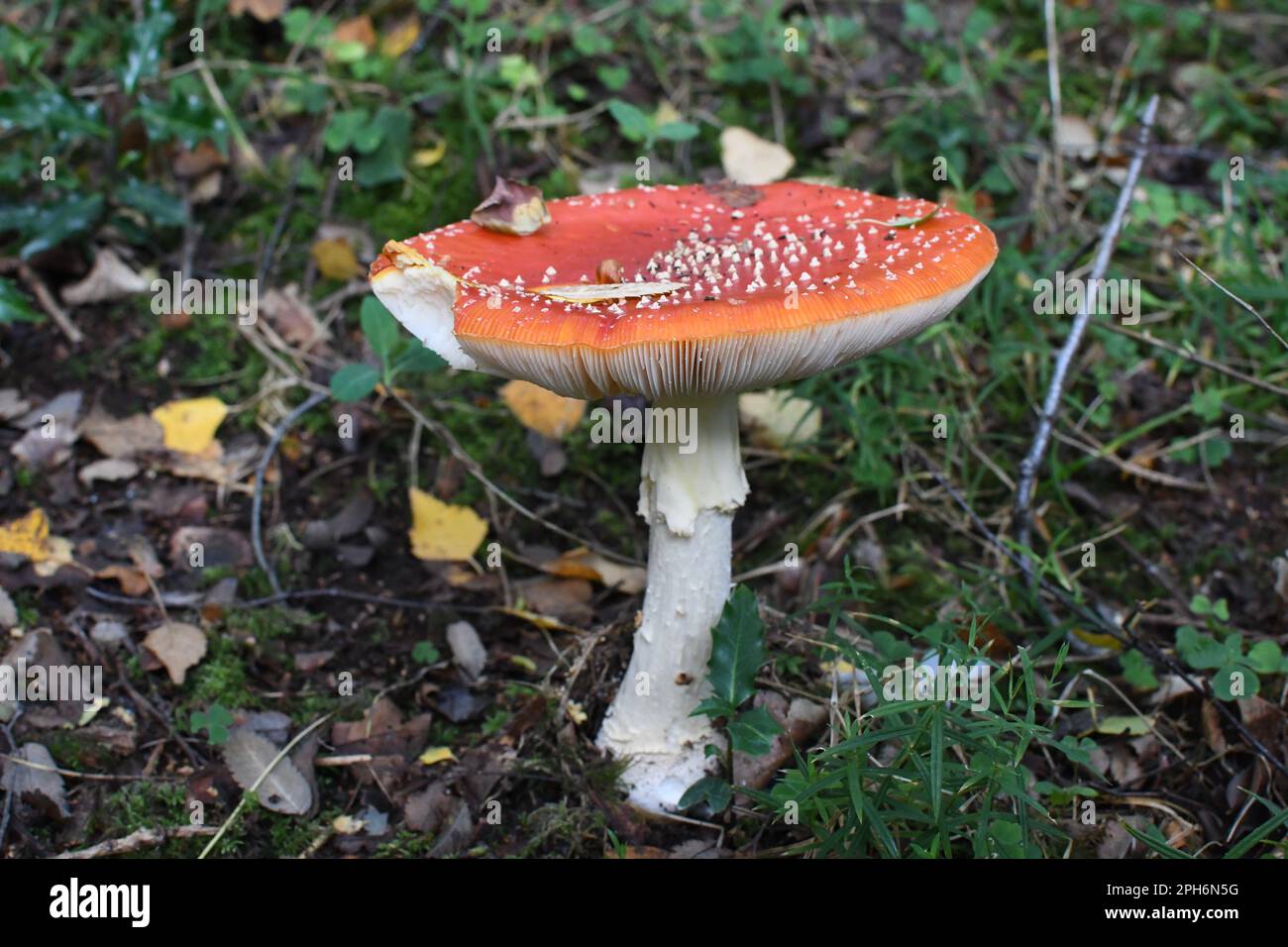 Fly fungo agarico (Amanita muscaria), preso a Thornley Woods, Gateshead, North East England. Foto Stock