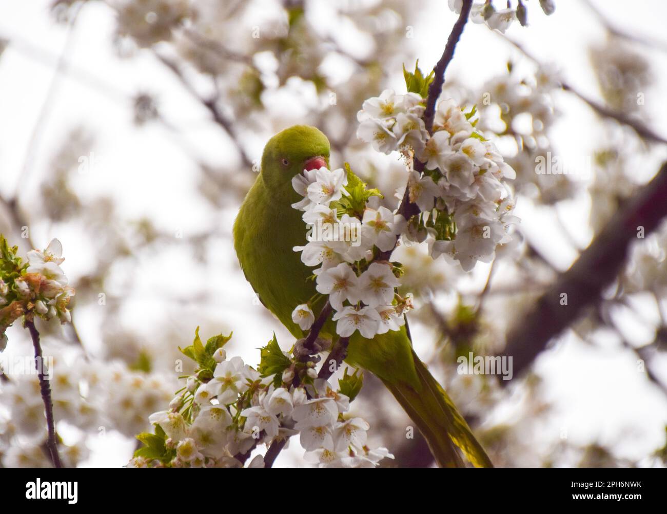 Londra, Regno Unito. 26th marzo 2023. Un parakeet a collo ad anello, noto anche come parakeet con anelli di rosa, si accoppa ai fiori di un albero di ciliegio in una strada nel centro di Londra. Credit: Vuk Valcic/Alamy Live News Foto Stock