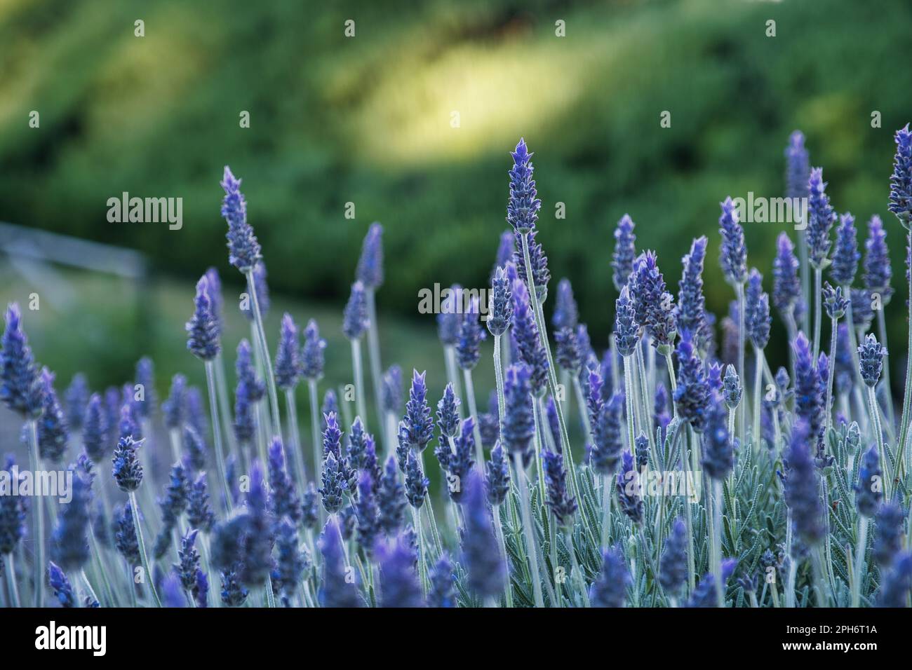 Primo piano di un cespuglio di lavanda nel giardino dei Cappuccini di Cagliari Foto Stock