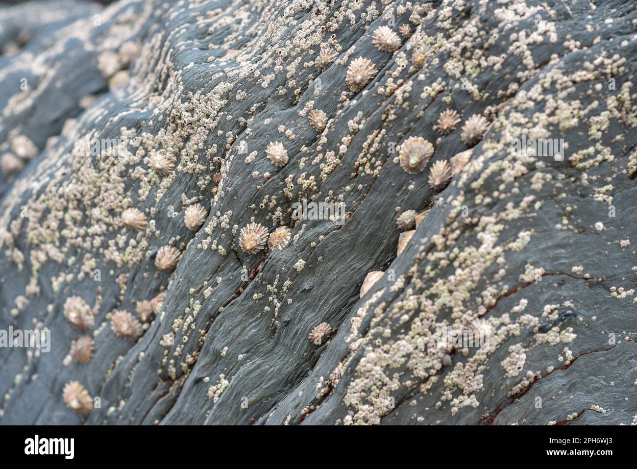 LimPET e barnacoli sulla roccia, Barricade Beach Devon UK, ecologia naturale Foto Stock