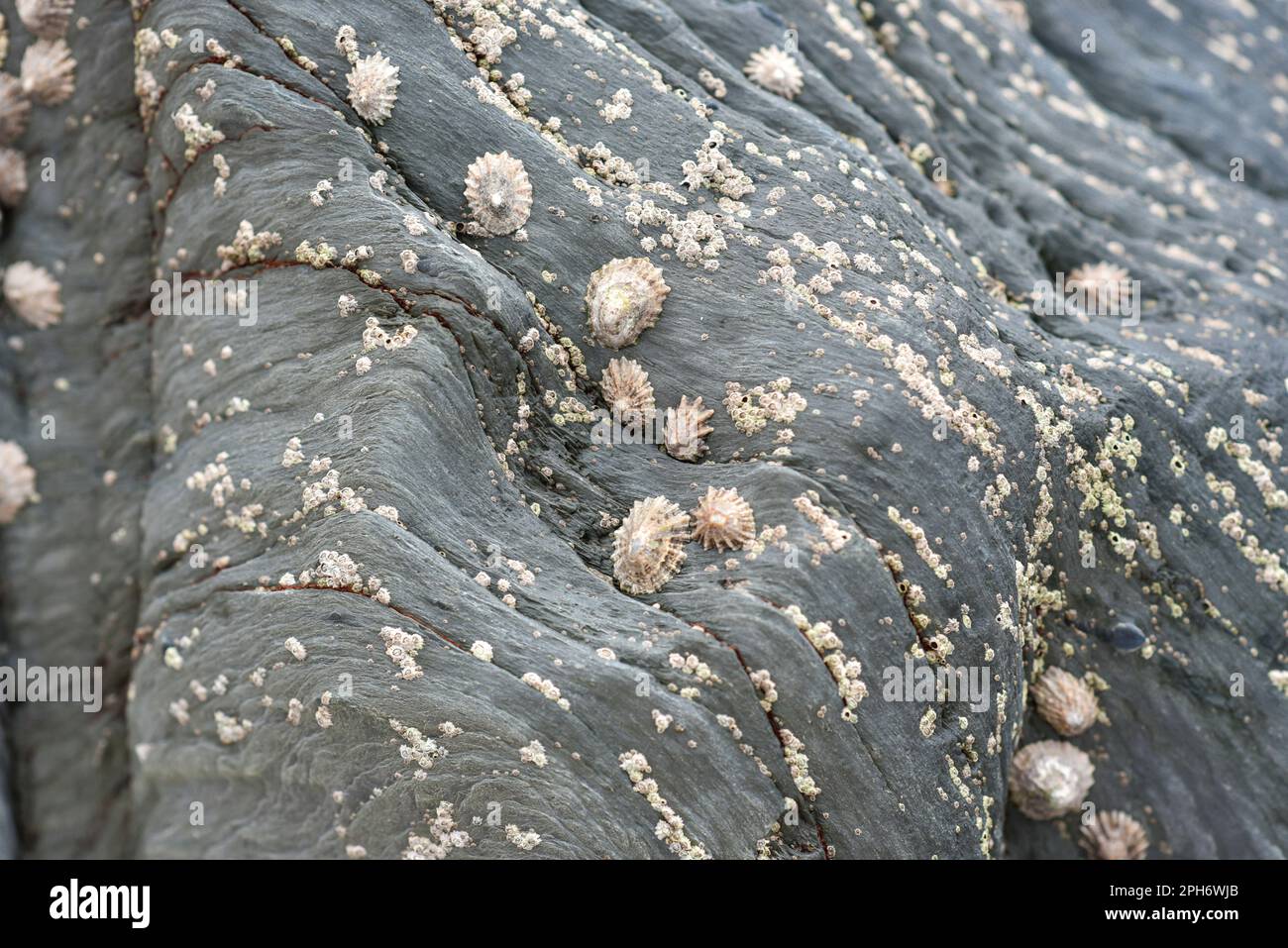 LimPET e barnacoli sulla roccia, Barricade Beach Devon UK, ecologia naturale Foto Stock