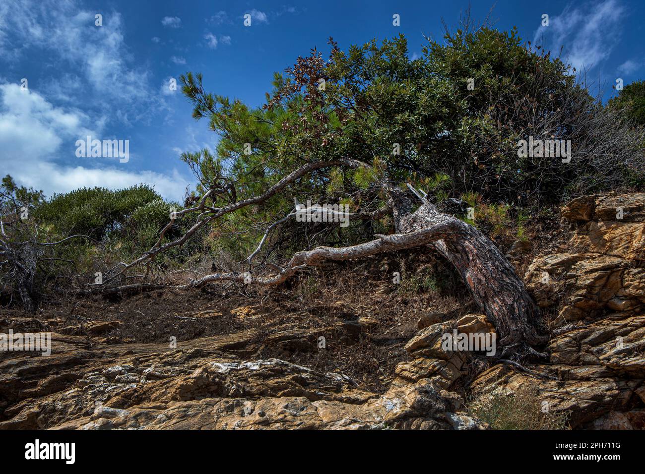 Albero curvato nelle rocce, natura viva Foto Stock