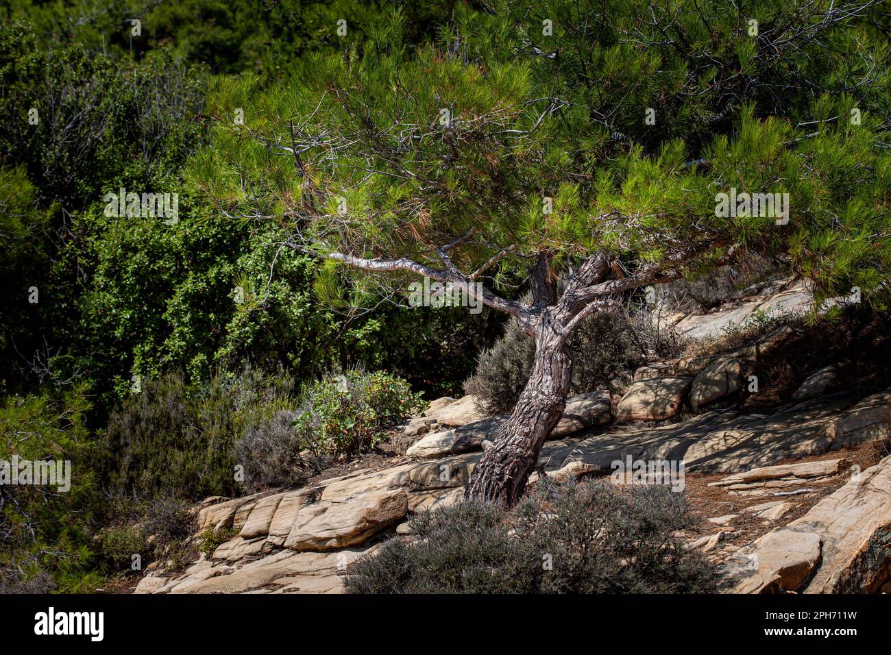 Albero curvato nelle rocce, natura viva Foto Stock