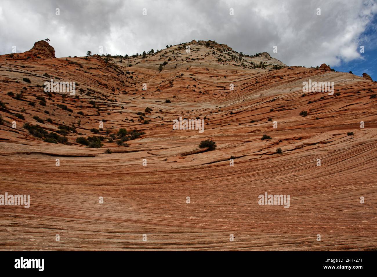 Guardando verso la cima di una collina di arenaria nello Zion National Park, Utah, USA Foto Stock