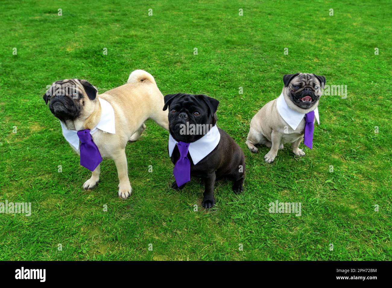 3 cani carini mop su campo gras vestito in cravatta . Foto Stock