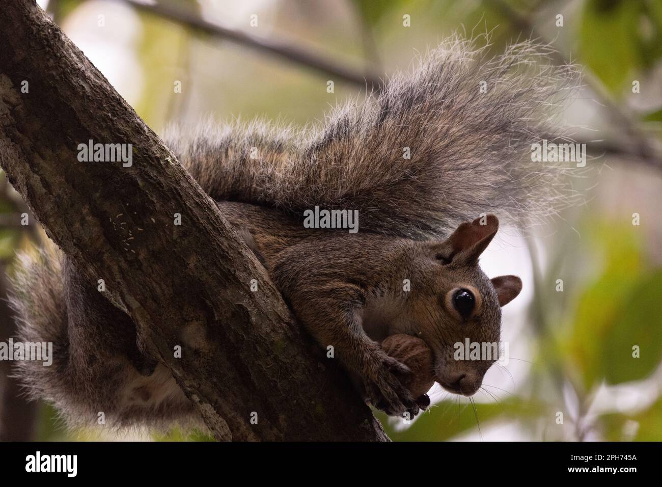 uno scoiattolo marrone che è seduto sul ramo e tenendo una noce nelle sue zampe e mangiandolo Foto Stock