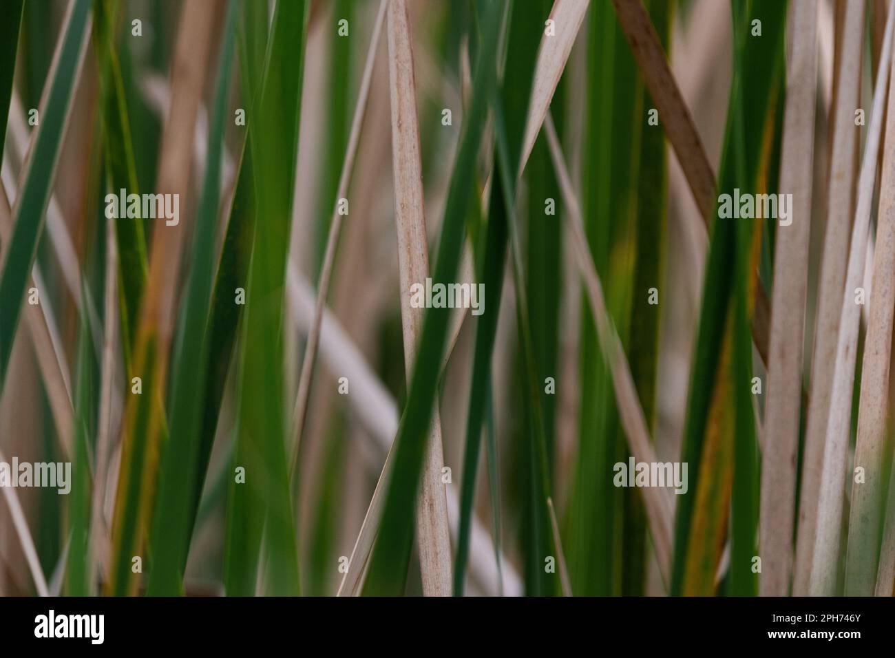 Primo piano delle lame verdi per erba alta sullo sfondo Foto Stock