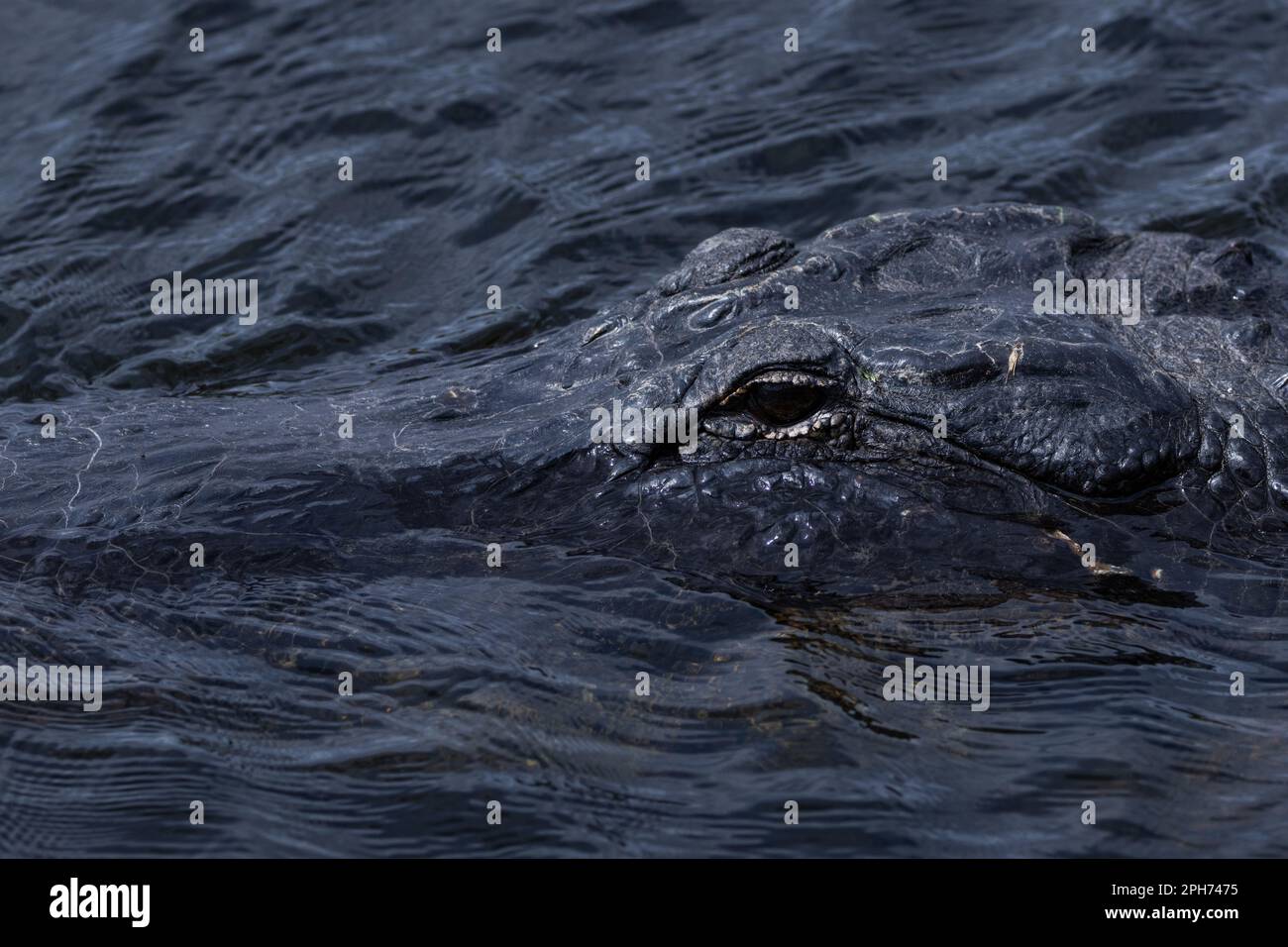 Immagine ravvicinata di un alligatore selvaggio della Florida in acqua Foto Stock